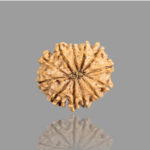 12 Mukhi Rudraksha