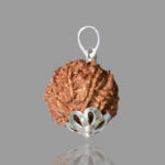 12 Mukhi Rudraksha