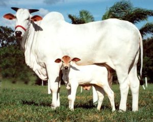 Read more about the article गाय का दूध आश्चर्यजनक क्यों है !