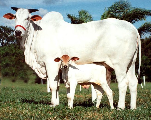 You are currently viewing गाय का दूध आश्चर्यजनक क्यों है !