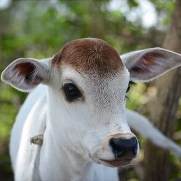 New born calf