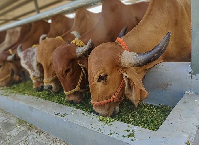 Cow Fodder Bharat Bliss