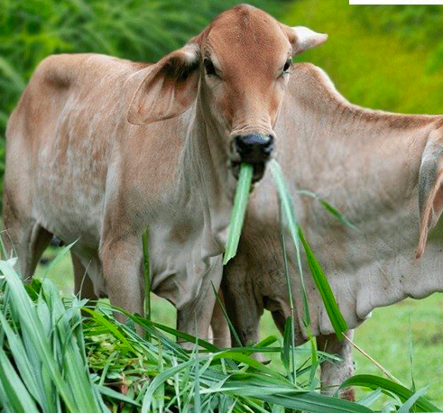 Read more about the article Calves Fodder